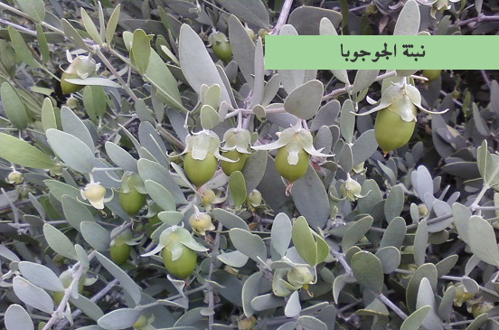 jojoba نبتة الجوجوبا