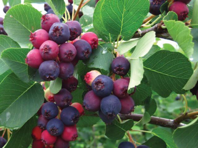 Amelanchier alnifolia هي شجيرة موطنها أمريكا الشمالية.