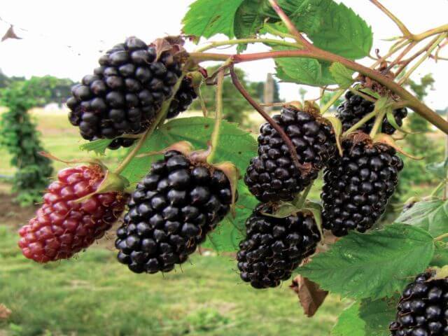 Mulberries التوت ( Morus ) هي مجموعة من النباتات المزهرة التي تنتمي إلى عائلة Moraceae .