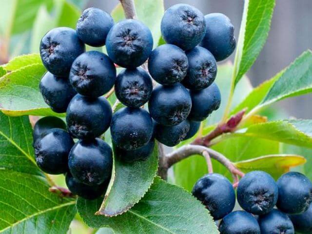 ينمو Chokeberries ( أرونيا ) على شجيرة موطنها شرق أمريكا الشمالية 