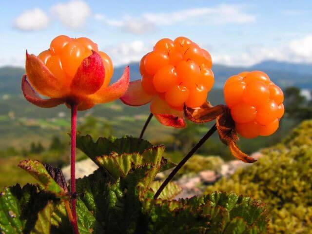Cloudberries هي التوت من نبات Rubus chamaemorus ، الذي ينمو في الارتفاعات العالية في المناطق الباردة والمليئة بالمستنقعات في نصف الكرة الشمالي.
